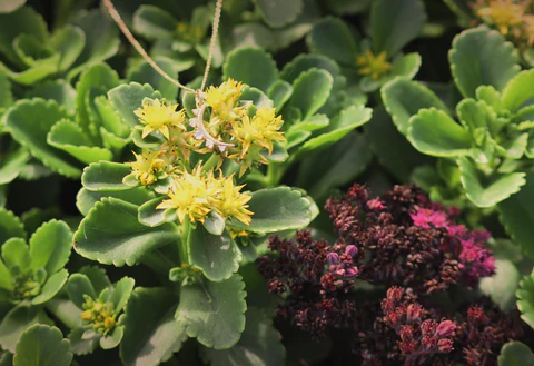 Succulent Plants Succulent Plants
